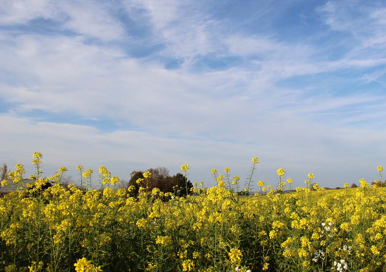 Photo of a meadow with yellow flowers, a blue sky, and veil clouds.